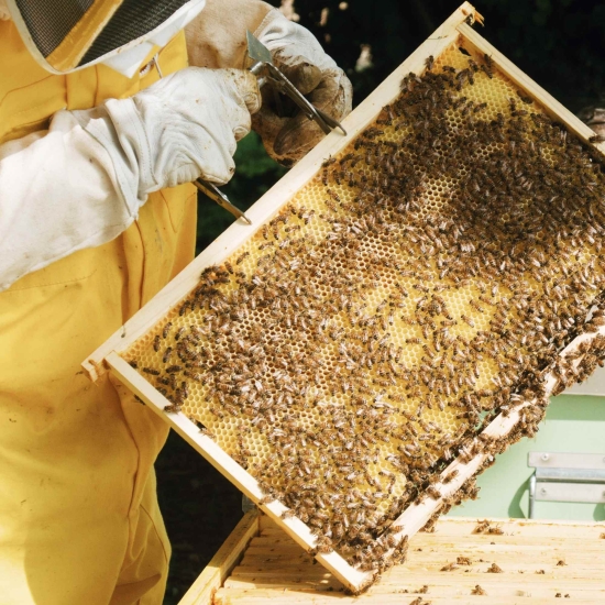 Włoski miód z kasztana BIO 500g - Miele di Castagno Borgo Abate