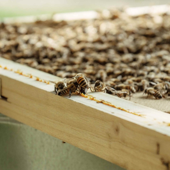 Włoski miód z kasztana BIO 500g - Miele di Castagno Borgo Abate