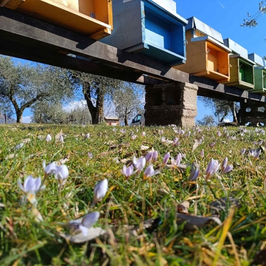 Włoski miód z bluszczu - Biologiczny z nad Gardy 250g - Campagnari Luca Castelnuovo del Garda