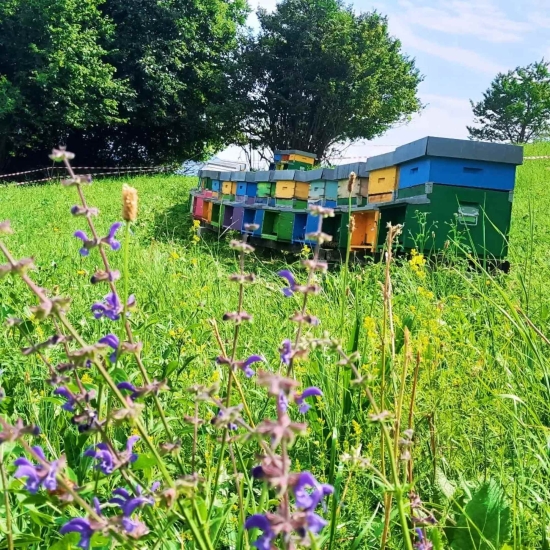 Włoski miód z bluszczu - Biologiczny z nad Gardy 250g - Campagnari Luca Castelnuovo del Garda