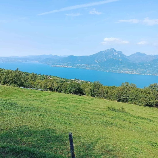 Włoski miód z bluszczu - Biologiczny z nad Gardy 250g - Campagnari Luca Castelnuovo del Garda