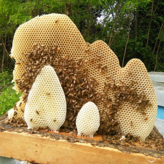 Włoski miód z bluszczu - Biologiczny z nad Gardy 250g - Campagnari Luca Castelnuovo del Garda