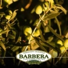 Oliwa Sycylijska z Czosnkiem i Chili 250ml - Manfredi Barbera