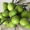 Oliwa Sycylijska z Trapani DOP Biologiczna - 500ml - Carmela Di Caro