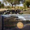 Oliwa Rustico Sycylijska SUPERIORE - 3L - codzienna - Carmela Di Caro