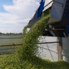 Oliwa Peranzana BIO (TOP) - Rzemieślnicza z Apulii - FLOS OLEI - Najlepsze oliwy świata - Scisci Azienda Agricola