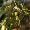 Oliwa Peranzana BIO (TOP) - Rzemieślnicza z Apulii - FLOS OLEI - Najlepsze oliwy świata - Scisci Azienda Agricola