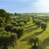 Oliwa Peranzana BIO (TOP) - Rzemieślnicza z Apulii - FLOS OLEI - Najlepsze oliwy świata - Scisci Azienda Agricola