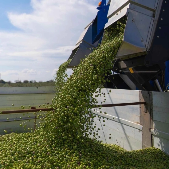Oliwa Peranzana BIO (TOP) - Rzemieślnicza z Apulii - FLOS OLEI - Najlepsze oliwy świata - Scisci Azienda Agricola