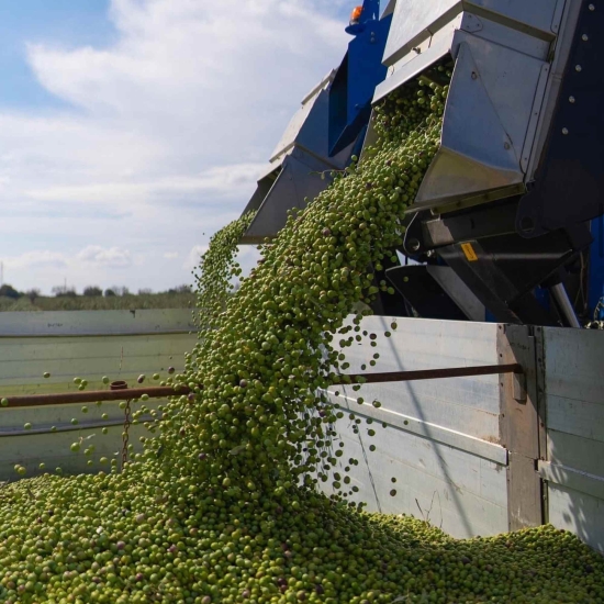 Oliwa Peranzana BIO (TOP) - Rzemieślnicza z Apulii - FLOS OLEI - Najlepsze oliwy świata - Scisci Azienda Agricola