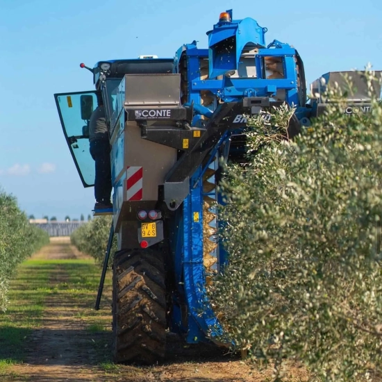 Oliwa Peranzana BIO (TOP) - Rzemieślnicza z Apulii - FLOS OLEI - Najlepsze oliwy świata - Scisci Azienda Agricola
