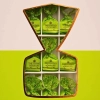 Trufle pistacjowe 175g PREMIUM - TARTUFINI PISTACCHIO - Piemontese