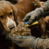 Masło z białej trufli 75g PREMIUM - Specialita a base di Burro con Tartufo Bianco