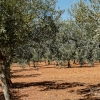 Oliwa Alive Barbera - Olio extra vergine di oliva Alive