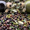 Oliwa z oliwek najwyższej kategorii SUPERIORE 500ml TENUTA - AMFORA CERAMICZNA RĘCZNIE MALOWANA