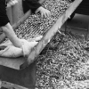 Oliwa z oliwek najwyższej kategorii SUPERIORE 500ml TENUTA - AMFORA CERAMICZNA RĘCZNIE MALOWANA