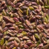 Pistacje Śródziemnomorskie - PISTI