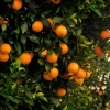 Lemon Soda SPRITZ  0% alk - napój gazowany o smaku pomarańczowym
