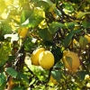 Lemon Soda - napój gazowany o smaku cytrynowym