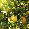 Lemon Soda - napój gazowany o smaku cytrynowym